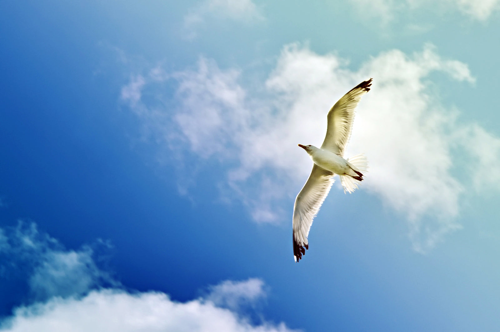 The Parable of the Seagull