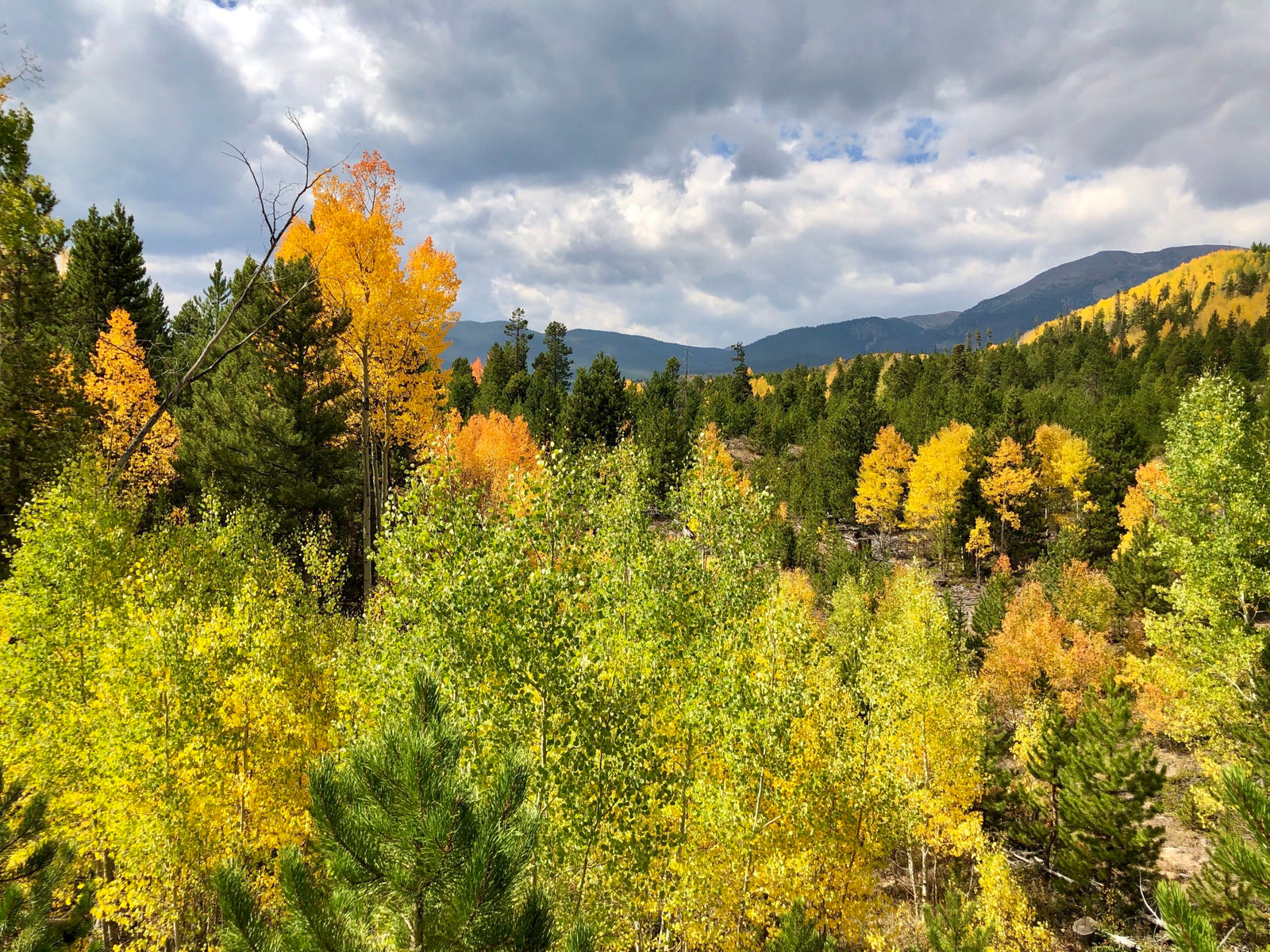 Why Leaves Change Colors in the Fall – Homeschooling Today