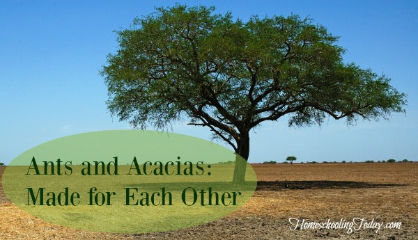 Ants and Acacias: Made for Each Other