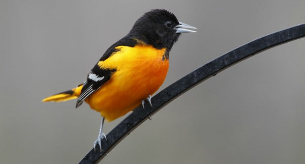 Spring Bird Journals