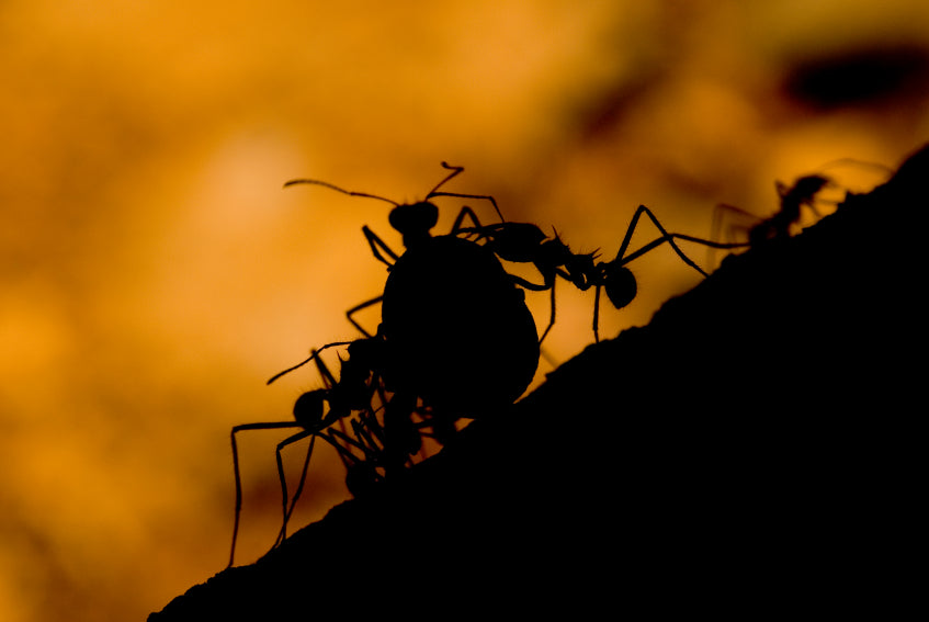 Parenting Lessons from the Ant