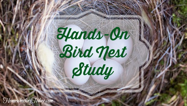 Hands-On Bird Nest Study